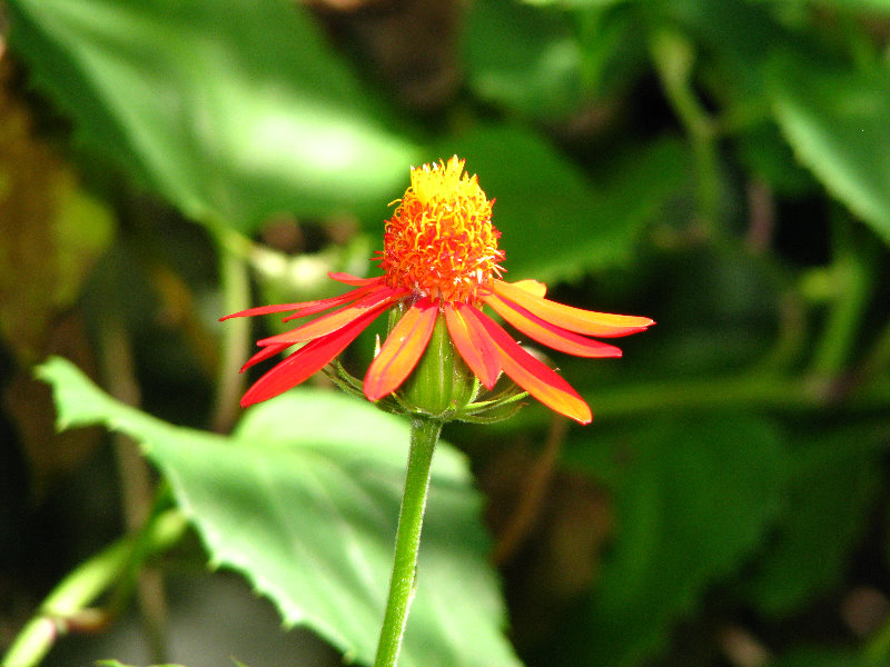 Butterfly-World-Coconut-Creek-FL-033