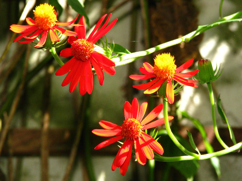 Butterfly-World-Coconut-Creek-FL-034