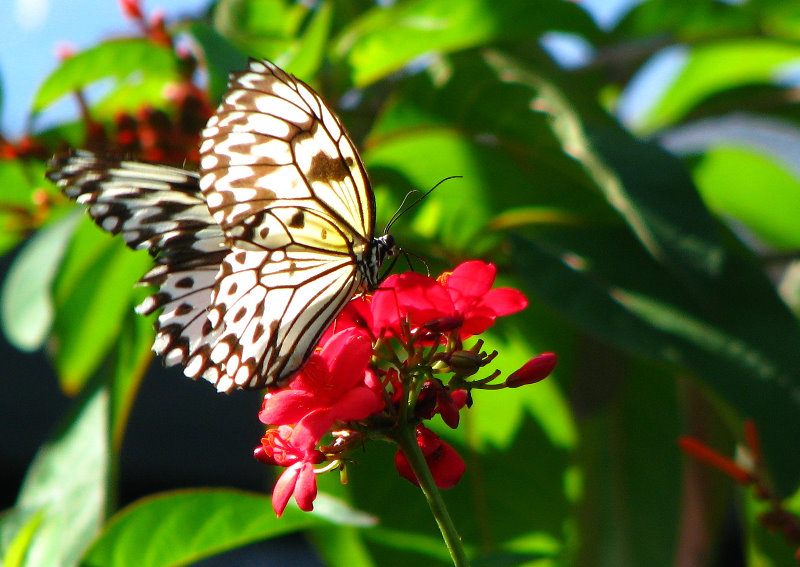 Butterfly-World-Coconut-Creek-FL-036