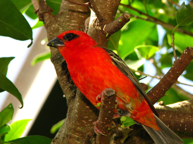 Butterfly-World-Coconut-Creek-FL-037