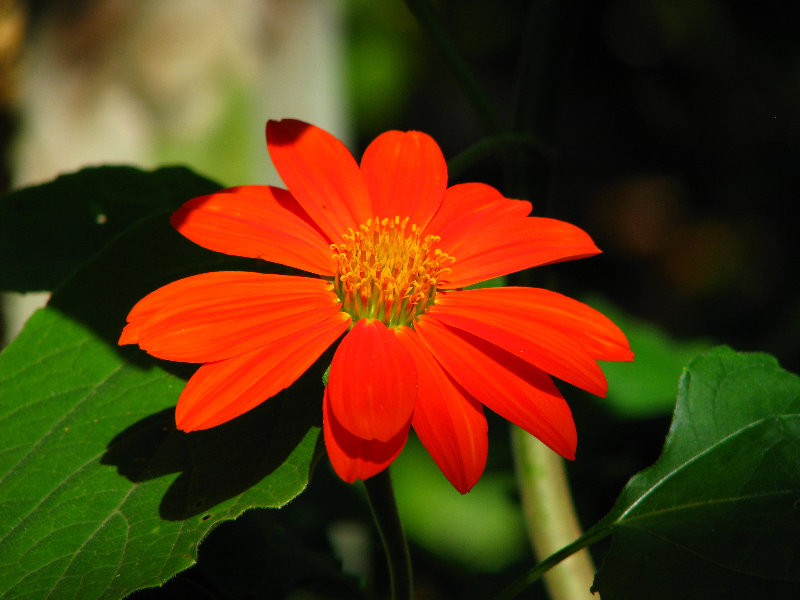 Butterfly-World-Coconut-Creek-FL-038