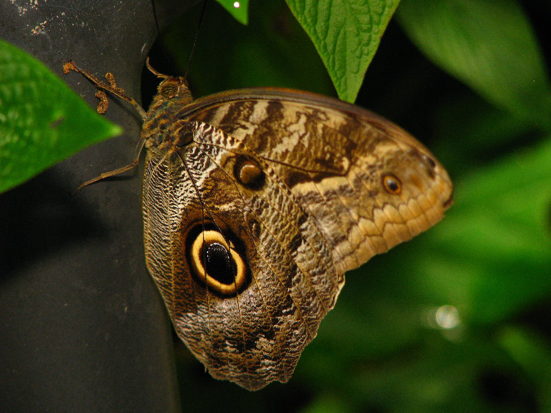 Butterfly-World-Coconut-Creek-FL-039