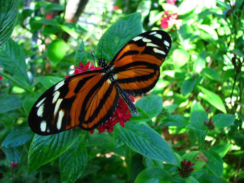 Butterfly-World-Coconut-Creek-FL-040