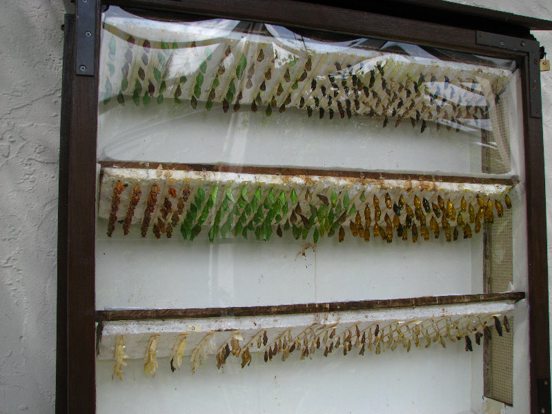 Butterfly-World-Coconut-Creek-FL-042