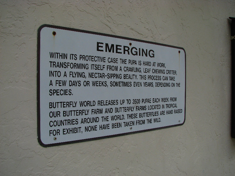 Butterfly-World-Coconut-Creek-FL-044