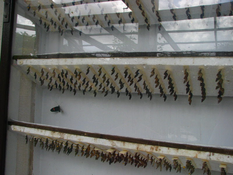 Butterfly-World-Coconut-Creek-FL-045