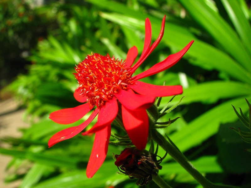 Butterfly-World-Coconut-Creek-FL-048