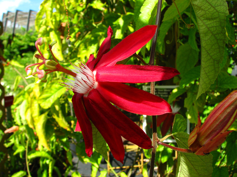 Butterfly-World-Coconut-Creek-FL-049