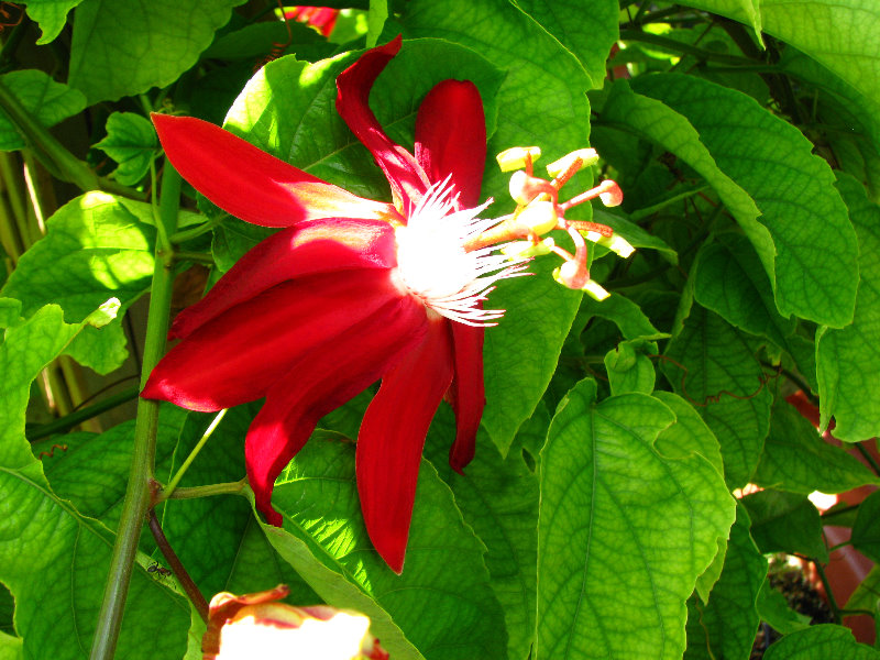 Butterfly-World-Coconut-Creek-FL-050