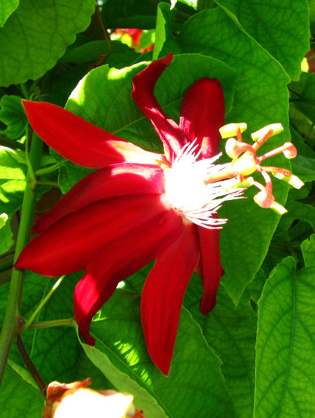 Butterfly-World-Coconut-Creek-FL-051