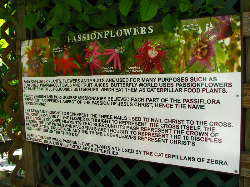 Butterfly-World-Coconut-Creek-FL-052
