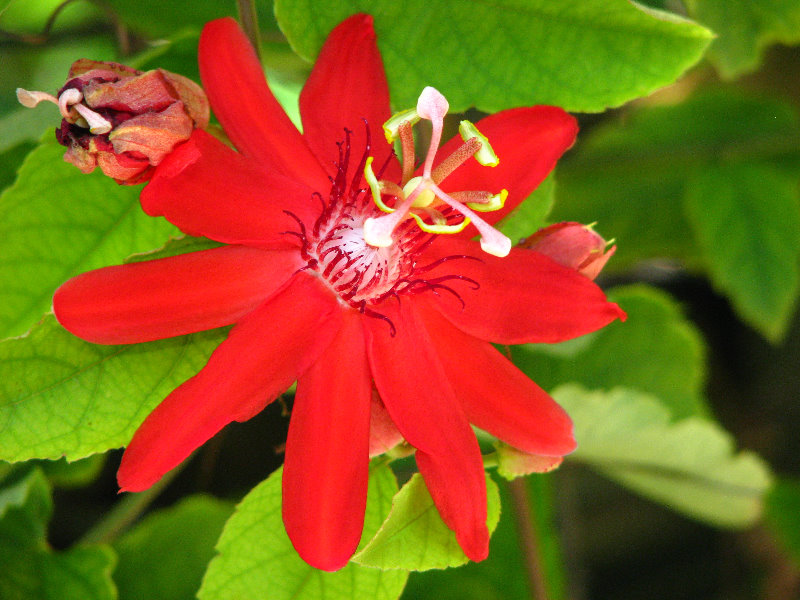 Butterfly-World-Coconut-Creek-FL-053