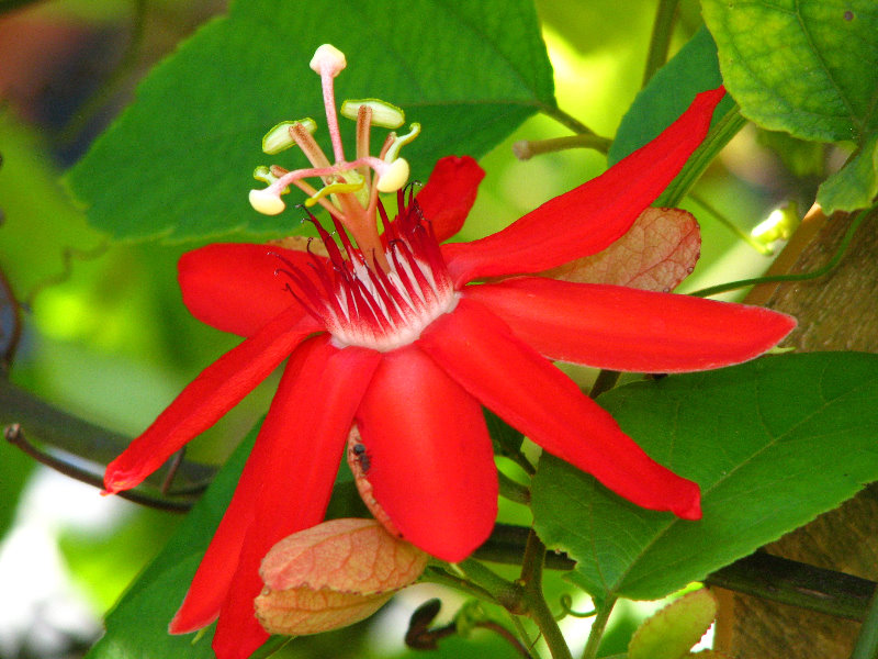 Butterfly-World-Coconut-Creek-FL-054
