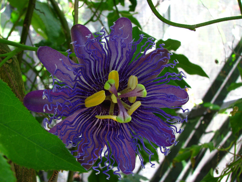 Butterfly-World-Coconut-Creek-FL-056