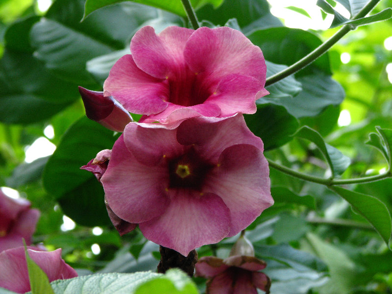 Butterfly-World-Coconut-Creek-FL-059