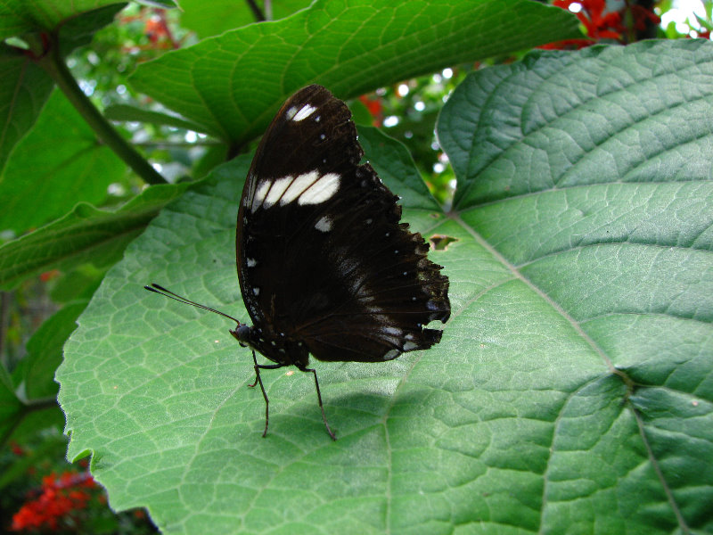 Butterfly-World-Coconut-Creek-FL-060