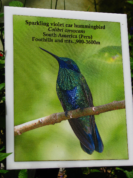 Butterfly-World-Coconut-Creek-FL-063