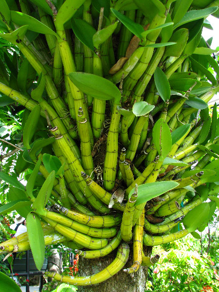 Butterfly-World-Coconut-Creek-FL-067