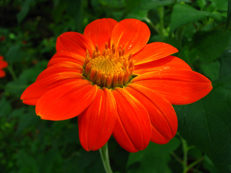 Butterfly-World-Coconut-Creek-FL-071