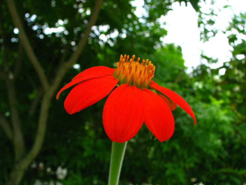 Butterfly-World-Coconut-Creek-FL-074
