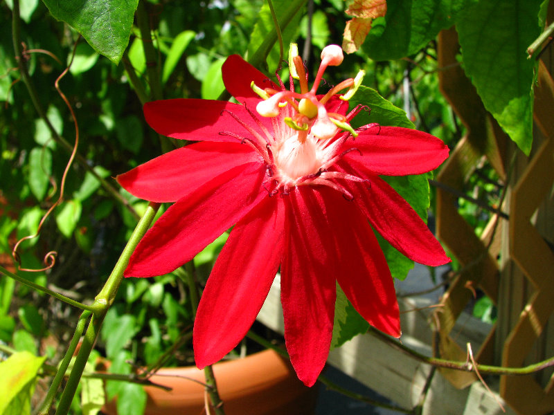 Butterfly-World-Coconut-Creek-FL-079
