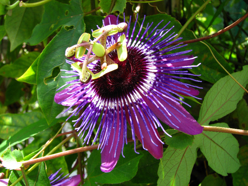 Butterfly-World-Coconut-Creek-FL-082
