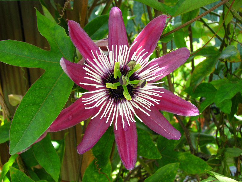 Butterfly-World-Coconut-Creek-FL-084