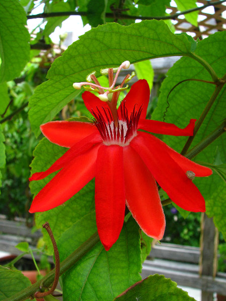 Butterfly-World-Coconut-Creek-FL-085