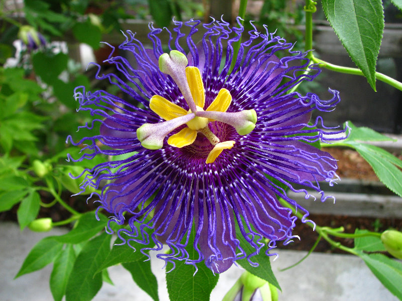 Butterfly-World-Coconut-Creek-FL-087