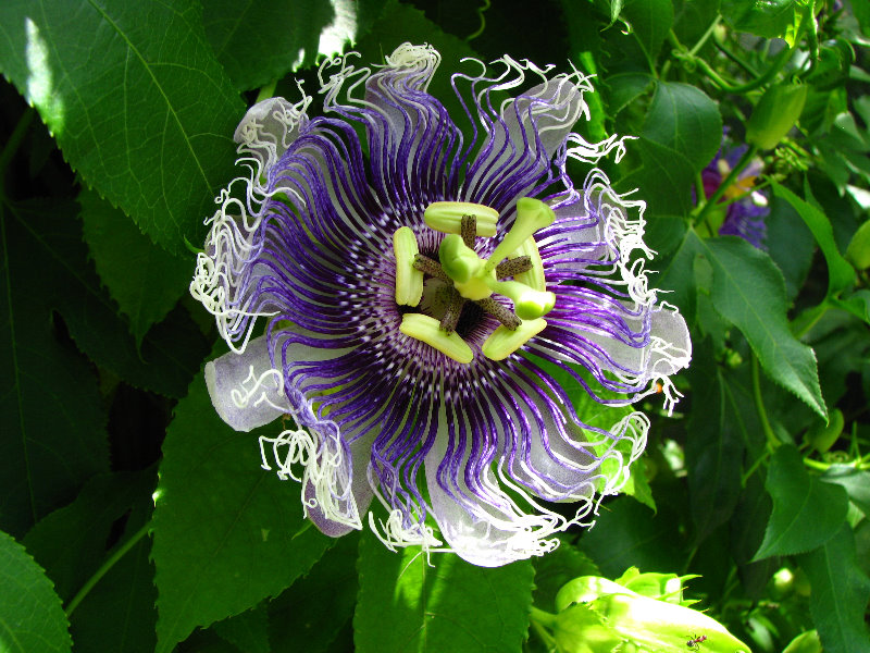 Butterfly-World-Coconut-Creek-FL-091
