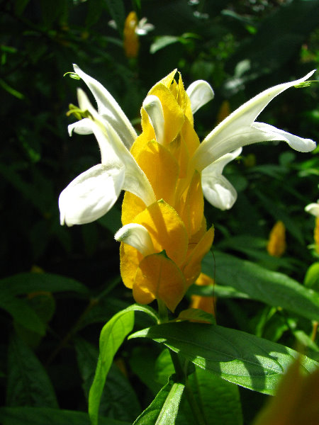 Butterfly-World-Coconut-Creek-FL-093