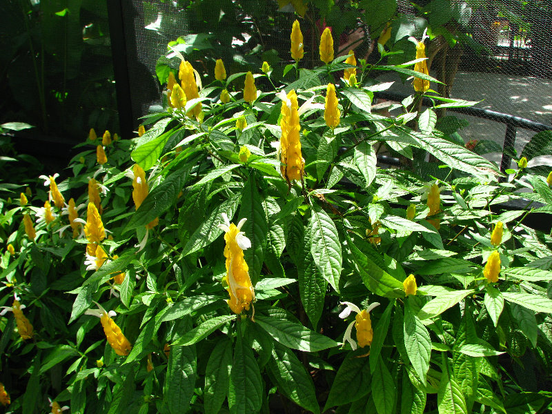 Butterfly-World-Coconut-Creek-FL-094