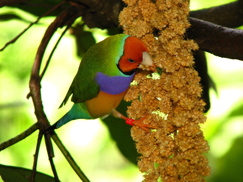 Butterfly-World-Coconut-Creek-FL-095