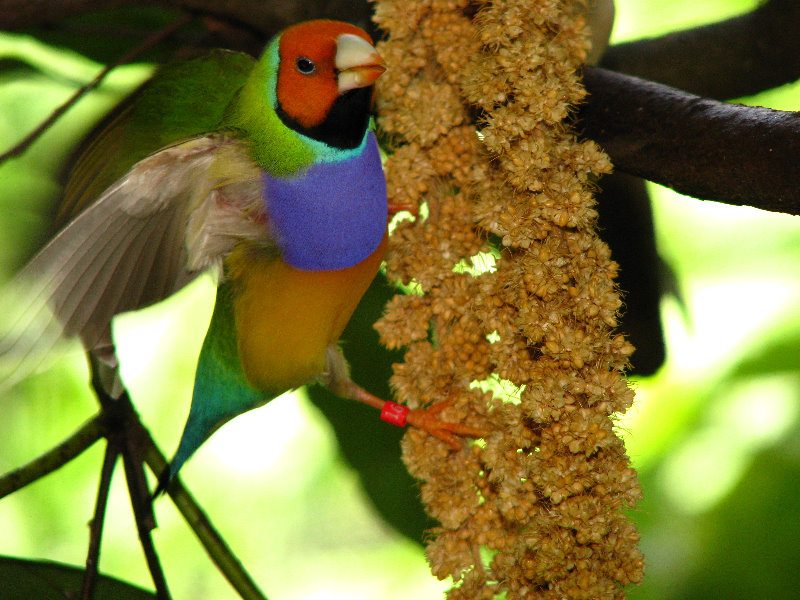 Butterfly-World-Coconut-Creek-FL-096