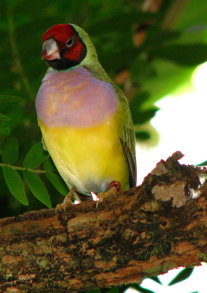 Butterfly-World-Coconut-Creek-FL-097