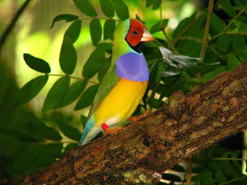 Butterfly-World-Coconut-Creek-FL-098