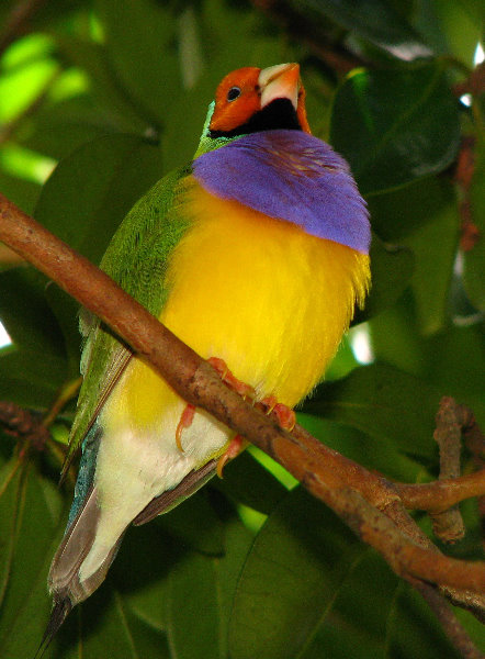 Butterfly-World-Coconut-Creek-FL-101