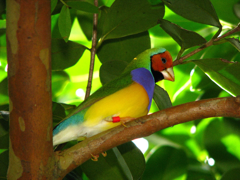 Butterfly-World-Coconut-Creek-FL-103