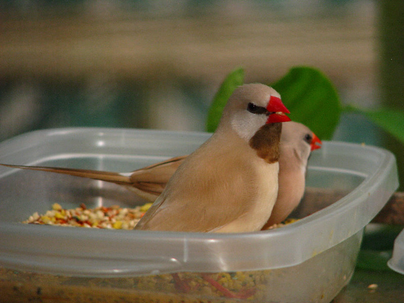 Butterfly-World-Coconut-Creek-FL-110
