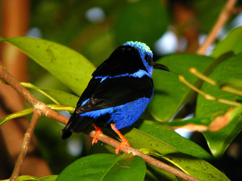 Butterfly-World-Coconut-Creek-FL-114