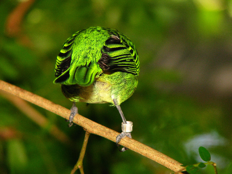 Butterfly-World-Coconut-Creek-FL-118