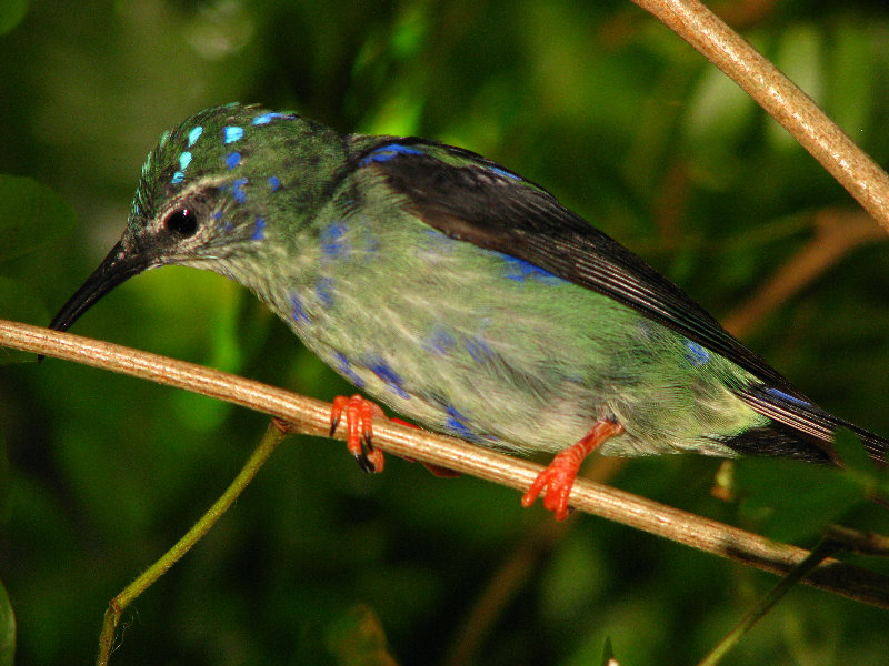 Butterfly-World-Coconut-Creek-FL-119