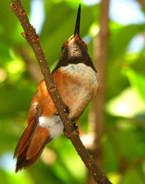 Butterfly-World-Coconut-Creek-FL-120
