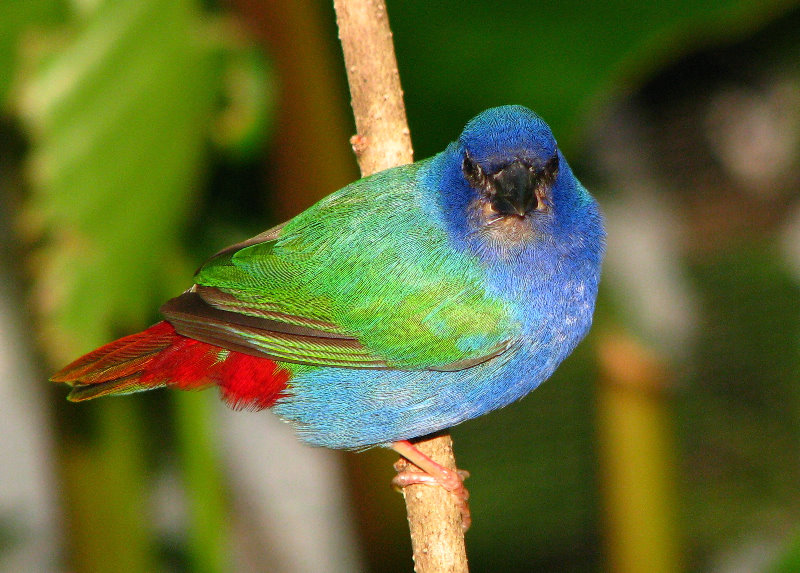 Butterfly-World-Coconut-Creek-FL-121