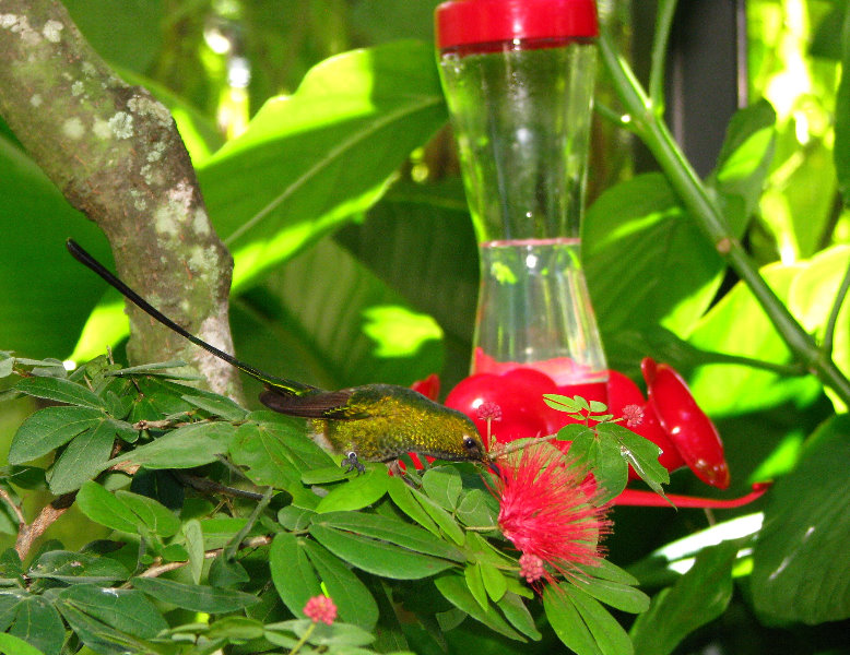 Butterfly-World-Coconut-Creek-FL-126
