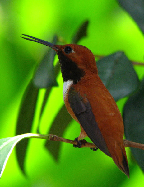 Butterfly-World-Coconut-Creek-FL-129