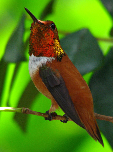 Butterfly-World-Coconut-Creek-FL-130