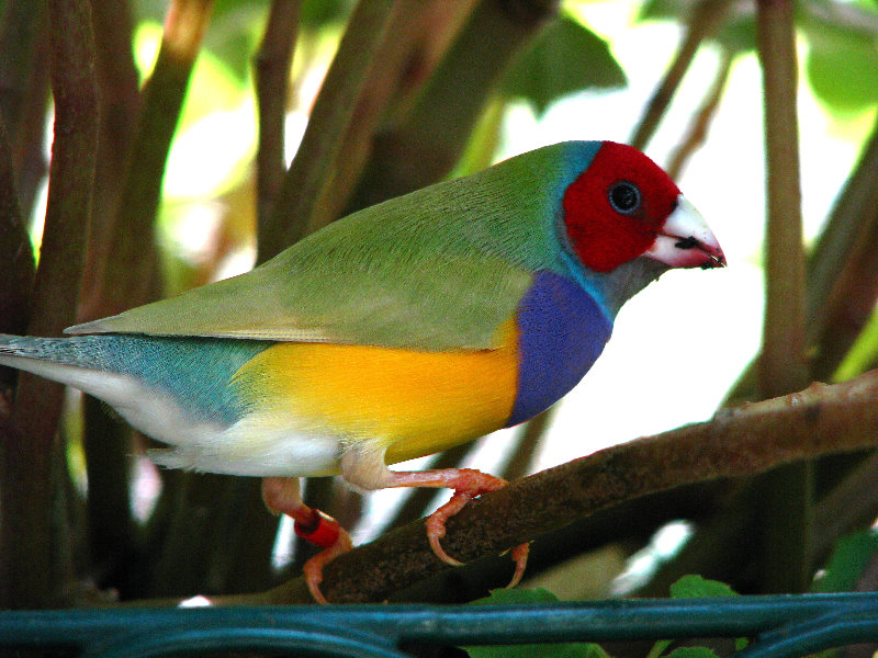 Butterfly-World-Coconut-Creek-FL-134