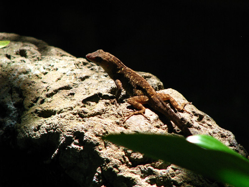 Butterfly-World-Coconut-Creek-FL-135