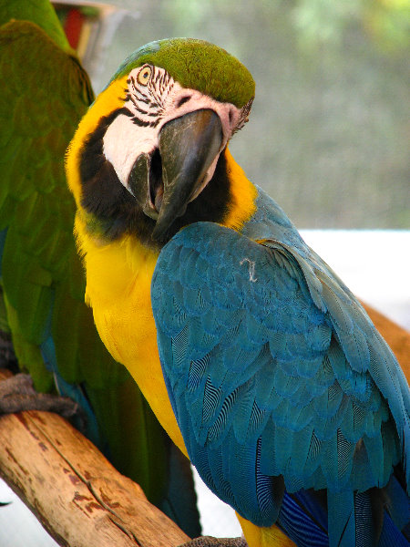 Butterfly-World-Coconut-Creek-FL-145